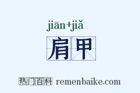 肩甲是什么意思的图片